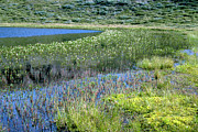Arctic Pond Photograph by Science Photo Library
