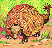 Armadillo Drawing by CSA Images Armadillo Drawing by CSA Images
