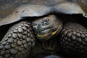 Armored Photograph by Becqi Sherman