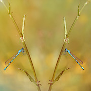 Around The Meadow 6 Photograph by Jaroslav Buna