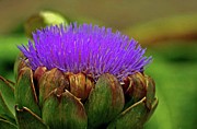 Artichoke Flower Photograph by Terri Brewster