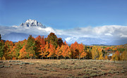 Aspens in Fall Photograph by Ronnie And Frances Howard