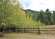 Aspens in the Mountains Photograph by Tammie J Jordan