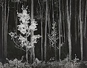 Aspens Northern New Mexico Digital Art by Ansel Adams