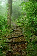 AT Spring Green in Shenandoah Photograph by Raymond Salani III AT Spring Green in Shenandoah Photograph by Raymond Salani III