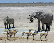 At the water Hole ... Photograph by Eric Pengelly