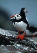 Atlantic Puffin Photograph by Science Photo Library