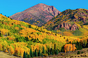 Autumn Aspen Leaves of Pikes Peak Photograph by Steven Krull
