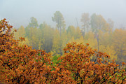 Autumn Foggy Day Photograph by John De Bord Autumn Foggy Day Photograph by John De Bord