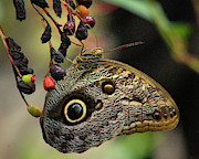 Autumn harvest Photograph by Michael Allard