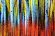 Autumn In Color Photograph by John De Bord