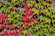 Boston ivy in the fall Photograph by Bernd Laeschke Boston ivy in the fall Photograph by Bernd Laeschke
