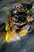 Autumn Leaves In A Stream Photograph by Science Photo Library
