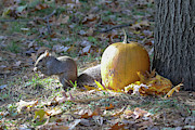 autumn Squirrel Photograph by Brook Burling