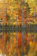 Autumn Trees Photograph by Michael Lustbader