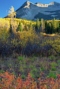 Autumn Undertones Photograph by John De Bord