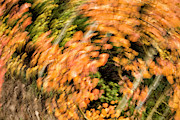Autumn Vortex Photograph by Denise Bush