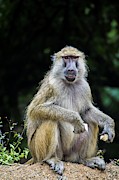 Baboon Photograph by Robert Grac Baboon Photograph by Robert Grac