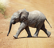 Baby African elephant Photograph by Jane Rix