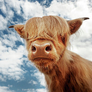 Baby Coo Highland Cattle Photograph by All Images Copyright And Created By Maxblack