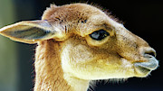 Baby Deer Close Up Photograph by Sapiens Verbum Baby Deer Close Up Photograph by Sapiens Verbum