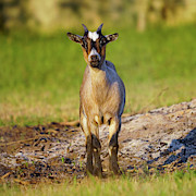 Baby Goat Staring at Sunset Photograph by Sapiens Verbum Baby Goat Staring at Sunset Photograph by Sapiens Verbum