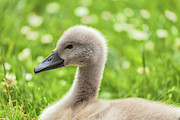 Baby Swan Photograph by Jonathan Nguyen