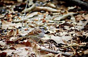 Back Yard Buffet Photograph by DArcy Evans