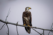 Bald Eagle Portrait Photograph by Gary Kochel