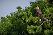 Bald eagle watching Photograph by Rudy Viereckl