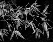 Bamboo Photograph by Lynn Davis