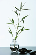 Bamboo Photograph by Monica Rodriguez