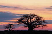 Baobab Tree (andansonia Digitata) Photograph by Roger De La Harpe