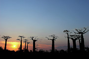 Baobab Trees Sunset 2 Photograph by Eric Pengelly Baobab Trees Sunset 2 Photograph by Eric Pengelly