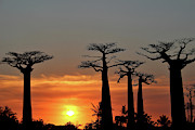 Baobab Trees in Sunset 3 Photograph by Eric Pengelly Baobab Trees in Sunset 3 Photograph by Eric Pengelly