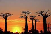 Baobab Trees in Sunset 4 Photograph by Eric Pengelly Baobab Trees in Sunset 4 Photograph by Eric Pengelly
