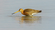 Bar-tailed Godwit Las Salinas San Fernando Photograph by Sapiens Verbum