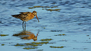 Bar-tailed Godwit Limosa lapponica Photograph by Sapiens Verbum Bar-tailed Godwit Limosa lapponica Photograph by Sapiens Verbum
