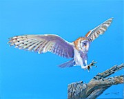 Barn Owl Landing Painting by John Neeve Barn Owl Landing Painting by John Neeve
