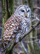 Barred Owl Photograph by Brad Bellisle