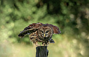 Barred Owl Photograph by Ronnie And Frances Howard