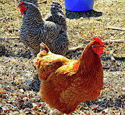 Barred Plymouth Rock and Rhode Island Red Chickens Photograph by Linda Stern Barred Plymouth Rock and Rhode Island Red Chickens Photograph by Linda Stern