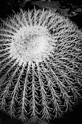 Barrel Cactus Black and White Photograph by Edward Fielding