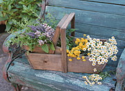 Baskets Of Herbs Photograph by Science Photo Library