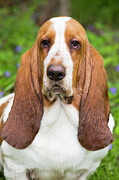 Basset Hound, Portrait. Photograph by Lynn M Stone / Naturepl.com Basset Hound, Portrait. Photograph by Lynn M Stone / Naturepl.com