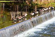 Bathtime Photograph by Denise Harty