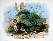 Bay Lynx, American Wild Cat (felis Painting by Academy Of Natural Sciences
