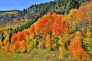 Beautiful Aspens en route to McClure Pass Photograph by Ray Mathis