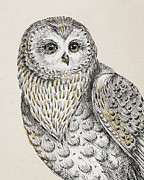 Beautiful Owls Iv Vintage Digital Art by Daphne Brissonnet