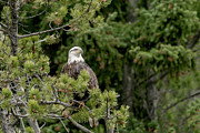 Beautiful Perch Photograph by Ronnie And Frances Howard